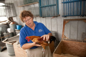 Elaine and CW collect animals, including heirloom breeds of chickens, from farmers all over the country.