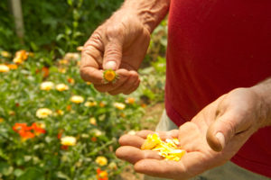 Edible flowers from Jake's Farm are among the unique products available to chefs and the public at FFM.