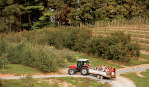 A tractor ride through the orchard.