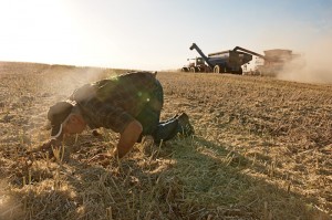 Calvin Bush finds little, if any, grain left behind the MF9560.