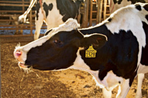 Do milk cows have the most nutrient-rich manure?