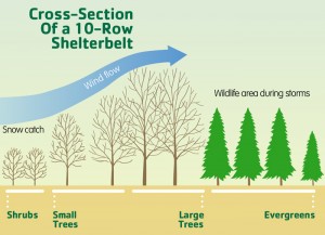 Click for a closer look at a shelterbelt.