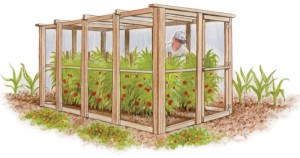One surefire way of deterring pests is cutting them off from the source. That's where our tomato house comes in.