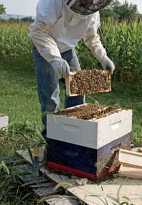 Beekeeping has benefits for both farmers and gardeners.