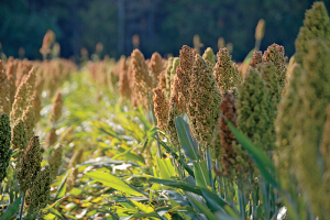 Sweet sorghum