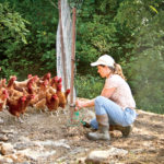 Dawn Robertson looks after chickens.