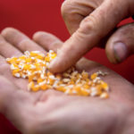 The popcorn itself comes from a seed almost lost to history.