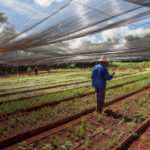 A worker tends beds protected from pests by immense lengths of overhead screen.